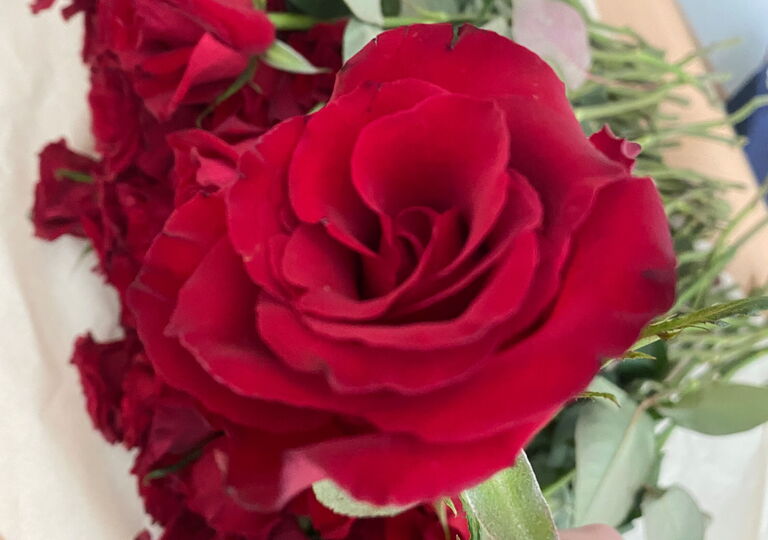 Eine einzelne rote Rose