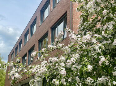 Schulgebäude auf der Westseite mit einem weiß blühenden Baum im Vordergrund