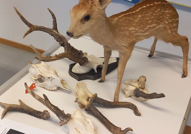 Bild eines Rehkitz und diversen Gebeinen