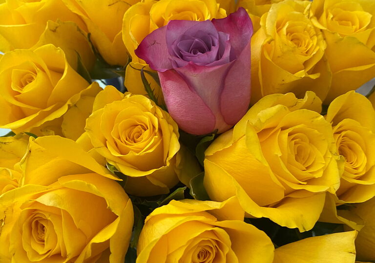 Bild von einem Strauß gelber Rosen mit einer roten Rose in der Mitte