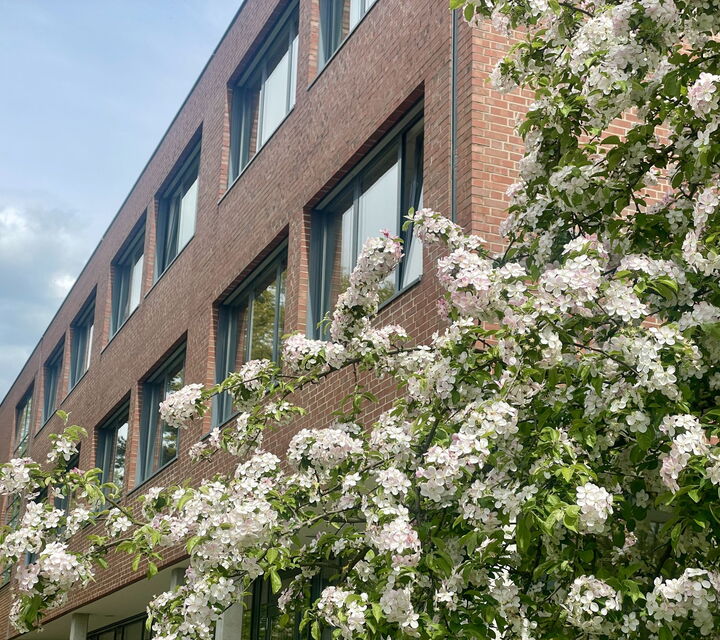 Schulgebäude auf der Westseite mit einem weiß blühenden Baum im Vordergrund